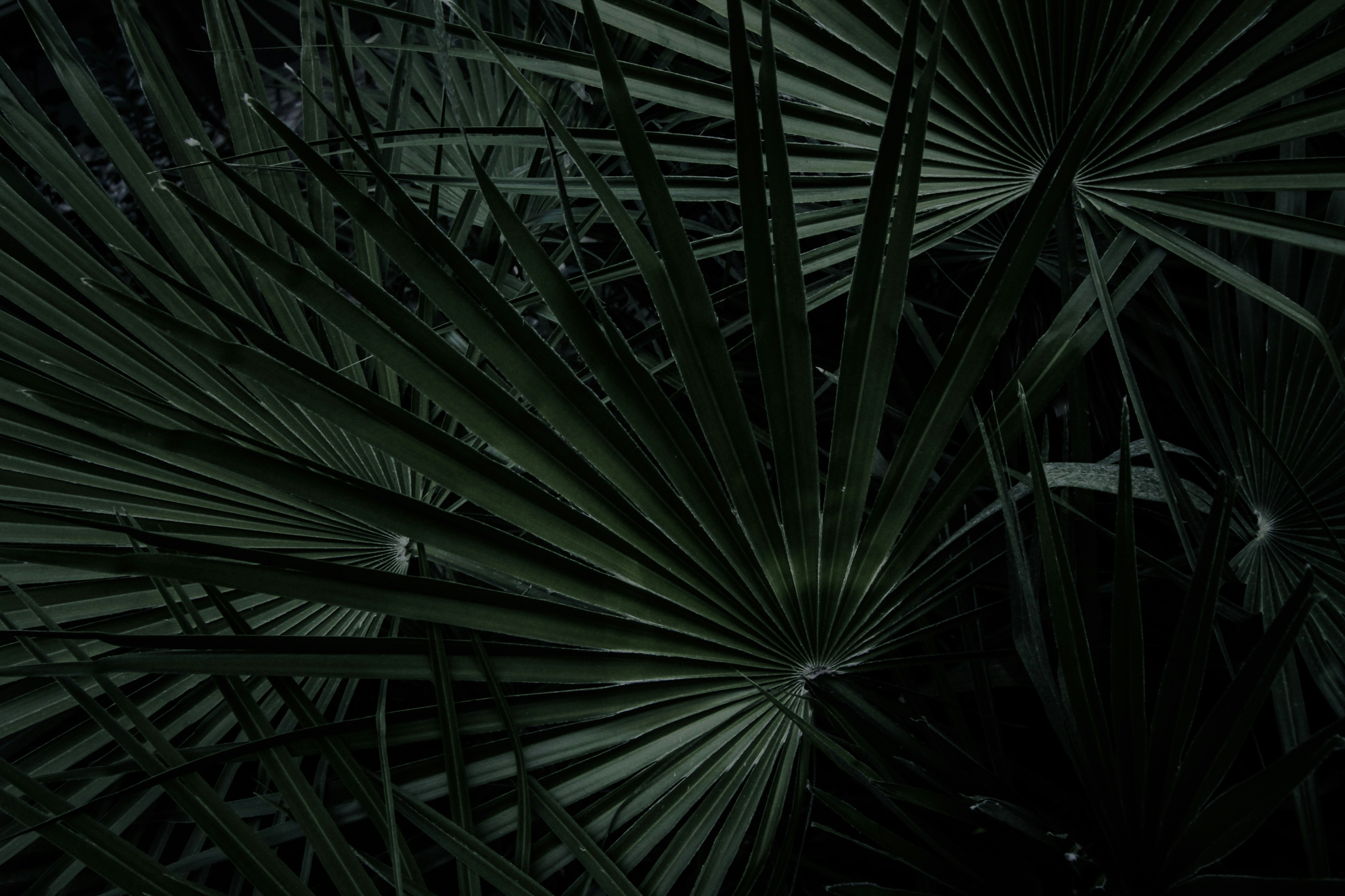 green palm tree during daytime